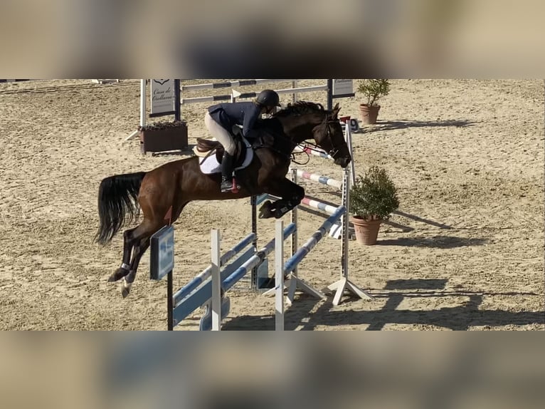 Caballo de deporte español Yegua 8 años 168 cm Castaño in Gijon