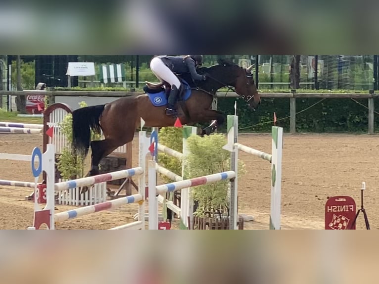 Caballo de deporte español Yegua 8 años 168 cm Castaño in Gijon
