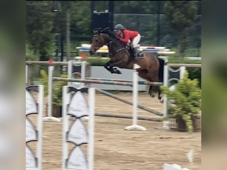 Caballo de deporte español Yegua 8 años 168 cm Castaño in Gijon