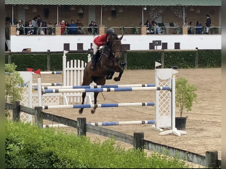 Caballo de deporte español Yegua 8 años 168 cm Castaño in Gijon