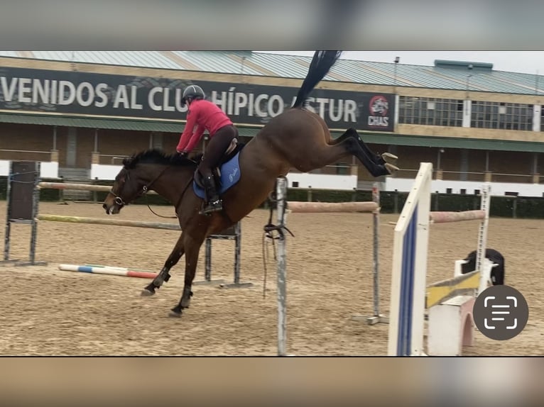 Caballo de deporte español Yegua 8 años 168 cm Castaño in Gijon