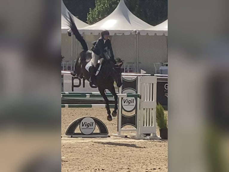 Caballo de deporte español Yegua 8 años 168 cm Castaño in Gijon