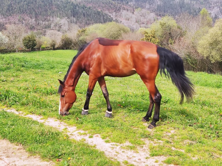 Caballo de deporte español Yegua 8 años 170 cm Castaño in Candas