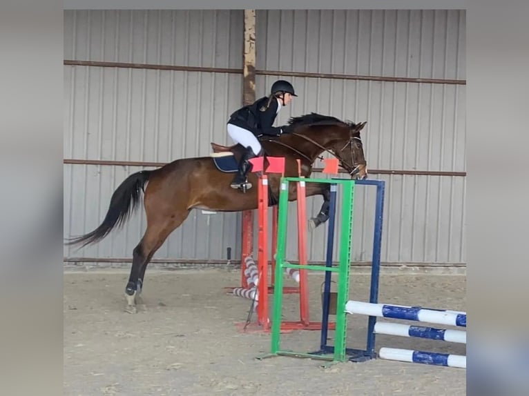 Caballo de deporte español Yegua 8 años 170 cm Castaño oscuro in Beranga