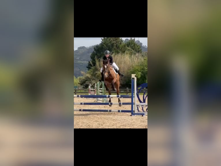 Caballo de deporte español Yegua 8 años 170 cm Castaño oscuro in Beranga