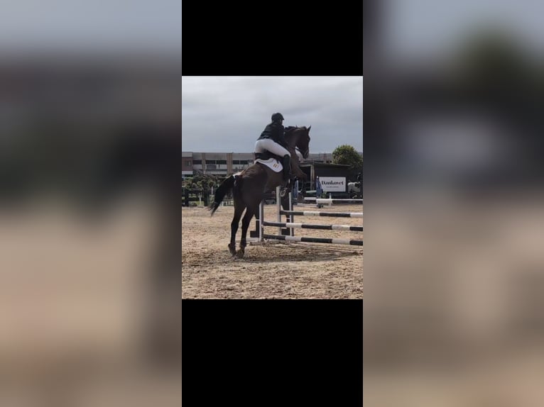 Caballo de deporte español Yegua 8 años 170 cm Castaño oscuro in Beranga