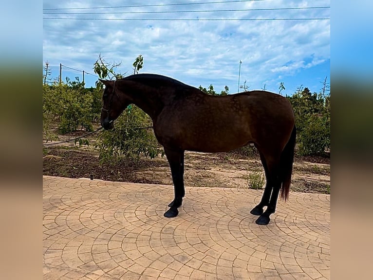 Caballo de deporte español Yegua 8 años 170 cm Castaño in Vila-Real/Villarreal