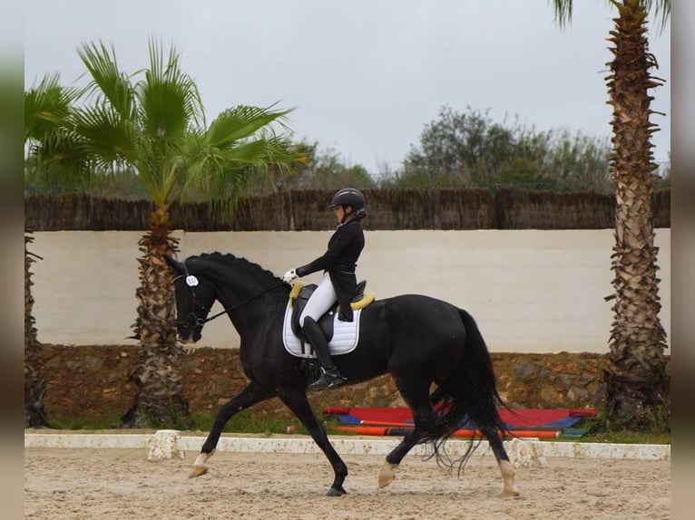 Caballo de deporte español Yegua 8 años 170 cm Negro in Llutxent