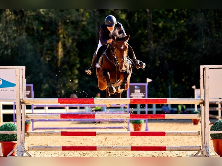 Caballo de deporte español Yegua 8 años 172 cm Castaño in Medico Cebreiro