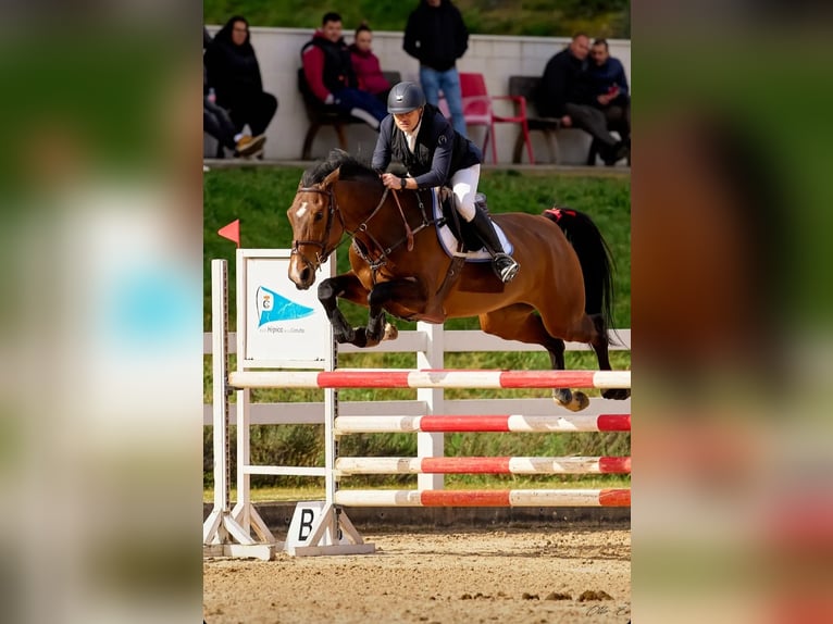 Caballo de deporte español Yegua 8 años 172 cm Castaño in Medico Cebreiro