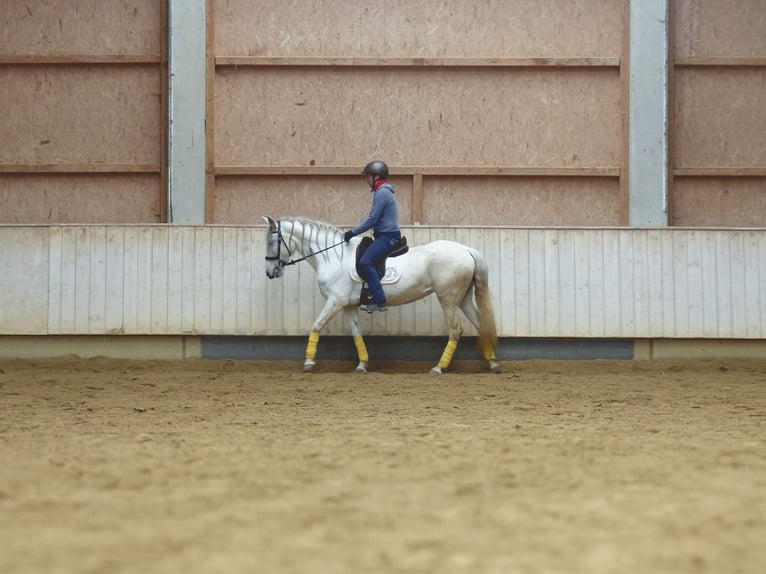 Caballo de deporte español Mestizo Yegua 9 años 155 cm Tordillo negro in Rot an der Rot