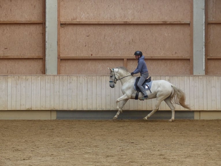 Caballo de deporte español Mestizo Yegua 9 años 155 cm Tordillo negro in Rot an der Rot