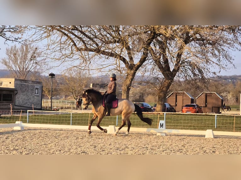 Caballo de deporte español Yegua 9 años 158 cm Buckskin/Bayo in Gera