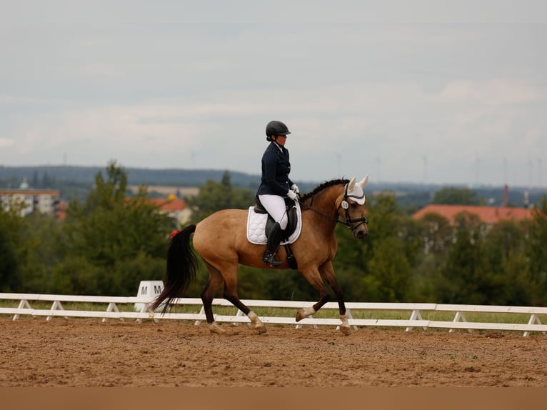 Caballo de deporte español Yegua 9 años 158 cm Buckskin/Bayo in Gera