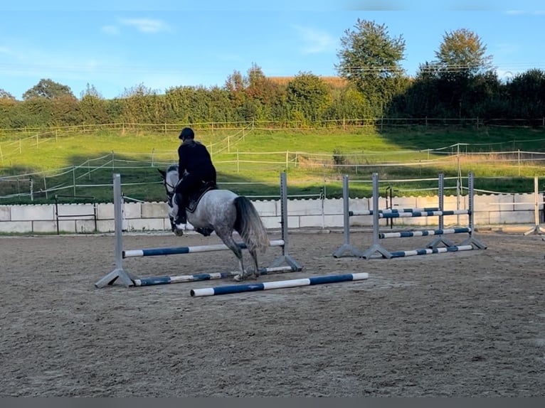 Caballo de deporte español Mestizo Yegua 9 años 158 cm Tordo in Beutelsbach