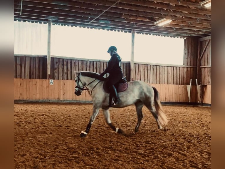 Caballo de deporte español Mestizo Yegua 9 años 158 cm Tordo in Beutelsbach