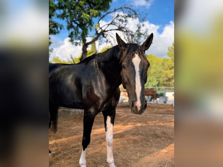 Caballo de deporte español Yegua 9 años 173 cm Negro in Bunyola