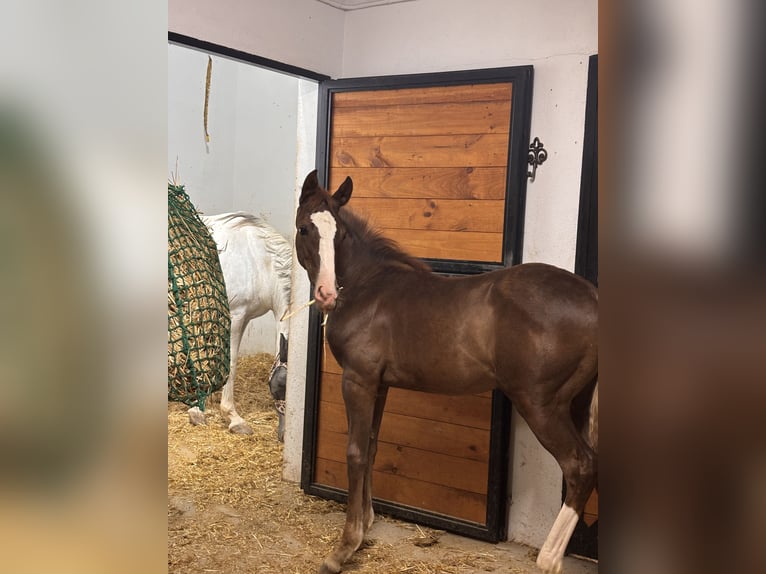 Caballo de deporte español Yegua Potro (02/2026) 110 cm Alazán-tostado in Velilla