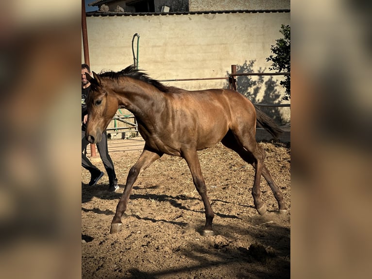 Caballo de deporte español Mestizo Yegua Potro (04/2024) 137 cm Castaño claro in Tavernes De La Valldigna, De (Playa)