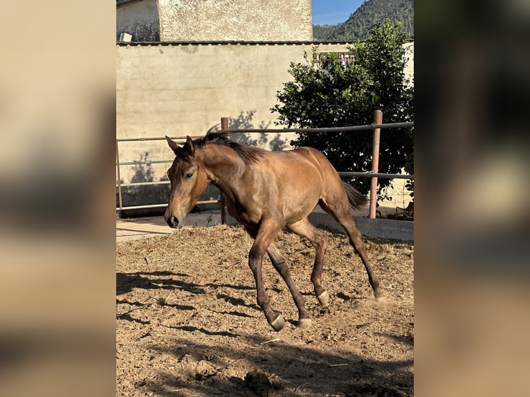 Caballo de deporte español Mestizo Yegua Potro (04/2024) 137 cm Castaño claro in Tavernes De La Valldigna, De (Playa)