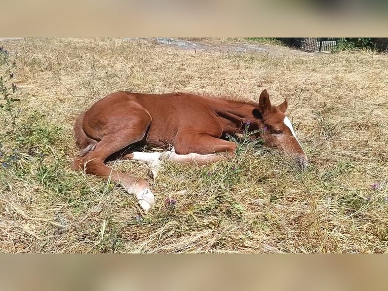 Caballo de deporte español Yegua Potro (04/2026) Alazán in Monroy