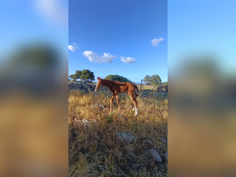 Caballo de deporte español Yegua Potro (04/2026) Alazán in Monroy