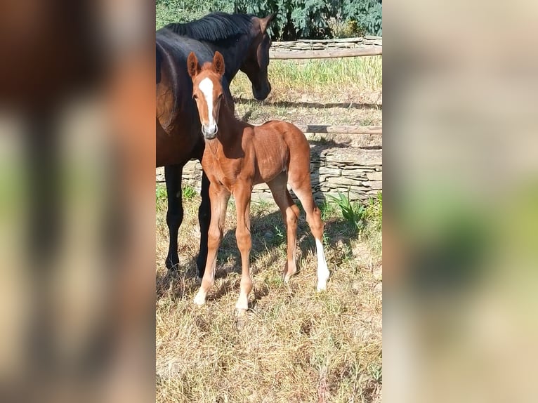 Caballo de deporte español Yegua Potro (04/2026) Alazán in Monroy