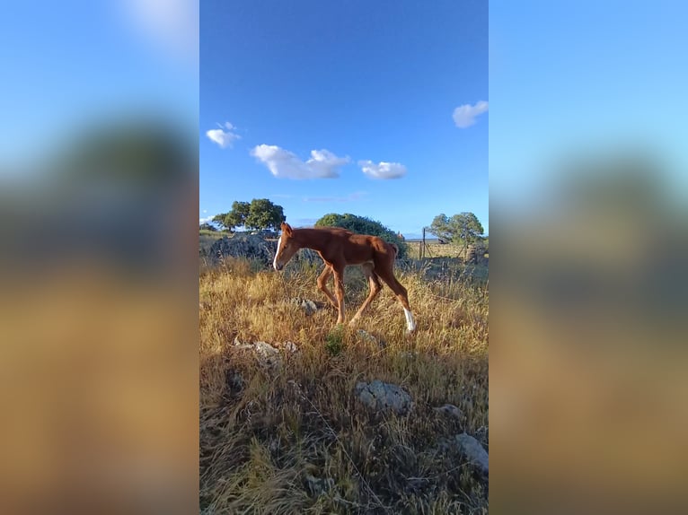 Caballo de deporte español Yegua Potro (04/2026) Alazán in Monroy