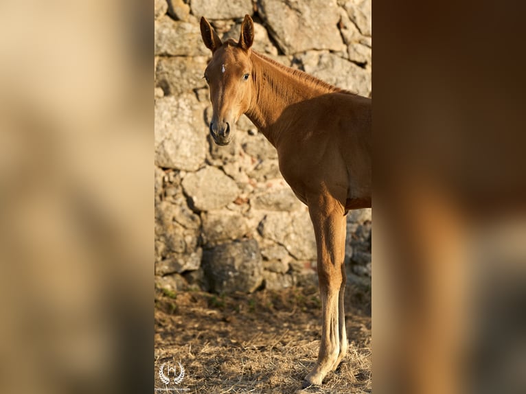 Caballo de deporte español Yegua Potro (05/2024) Atigrado/Moteado in Navalperal De Pinares