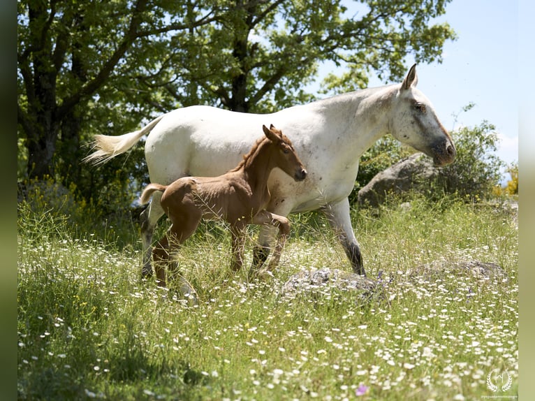 Caballo de deporte español Yegua Potro (05/2024) Atigrado/Moteado in Navalperal De Pinares