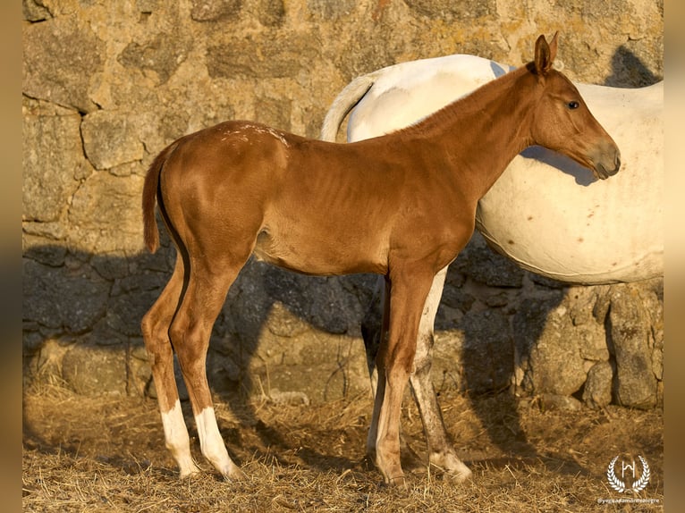 Caballo de deporte español Yegua Potro (05/2024) Atigrado/Moteado in Navalperal De Pinares