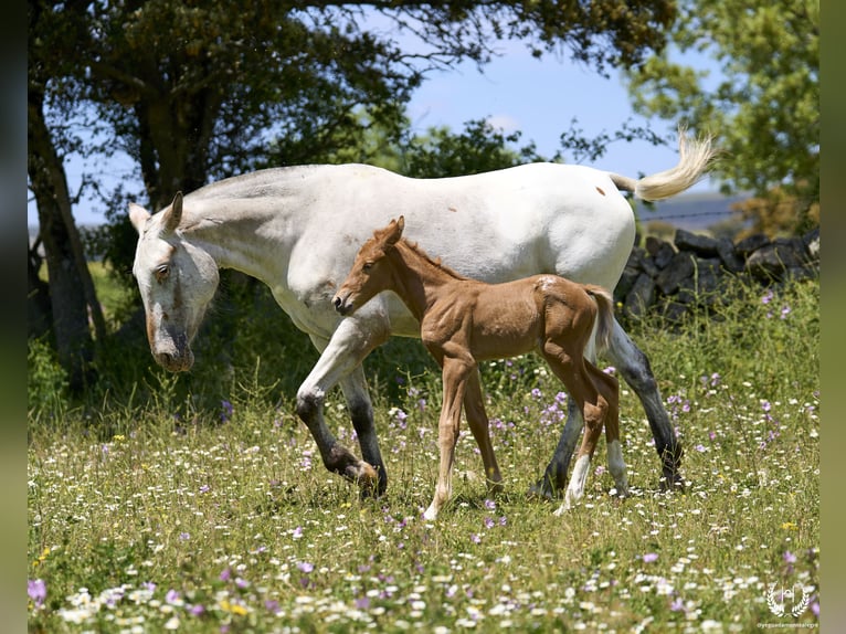 Caballo de deporte español Yegua Potro (05/2024) Atigrado/Moteado in Navalperal De Pinares