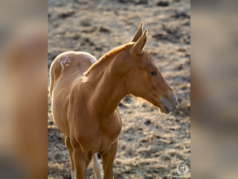 Caballo de deporte español Yegua Potro (05/2024) Atigrado/Moteado in Navalperal De Pinares