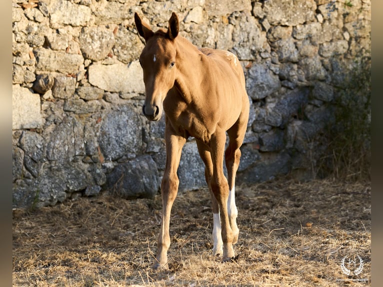 Caballo de deporte español Yegua Potro (05/2024) Atigrado/Moteado in Navalperal De Pinares