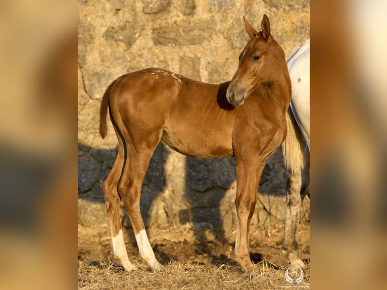 Caballo de deporte español Yegua Potro (05/2024) Atigrado/Moteado in Navalperal De Pinares