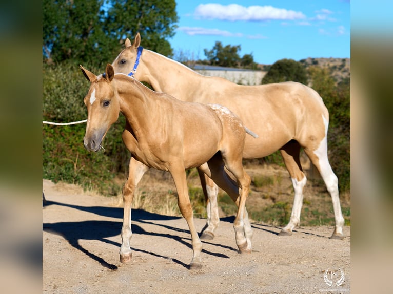 Caballo de deporte español Yegua Potro (05/2026) Atigrado/Moteado in Navalperal De Pinares