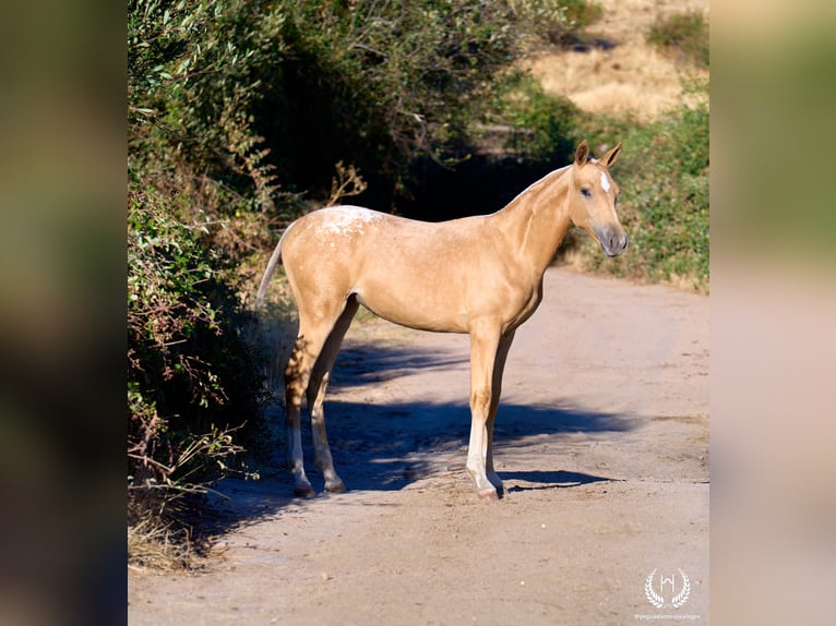 Caballo de deporte español Yegua Potro (05/2026) Atigrado/Moteado in Navalperal De Pinares