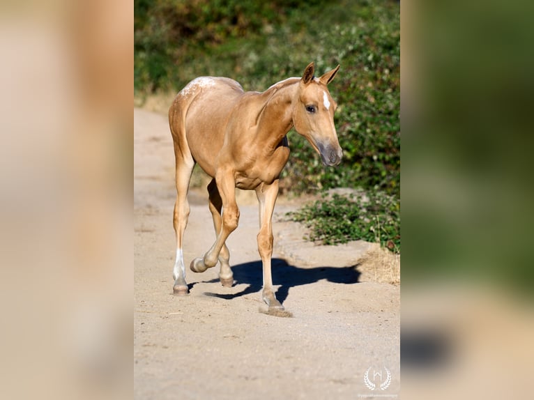 Caballo de deporte español Yegua Potro (05/2026) Atigrado/Moteado in Navalperal De Pinares
