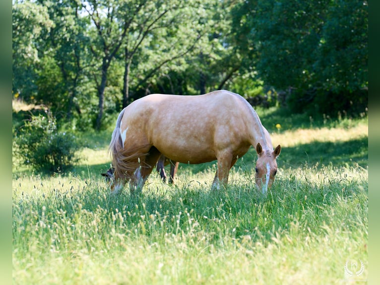 Caballo de deporte español Yegua Potro (05/2026) Atigrado/Moteado in Navalperal De Pinares