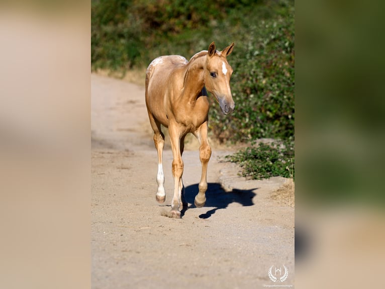 Caballo de deporte español Yegua Potro (05/2026) Atigrado/Moteado in Navalperal De Pinares