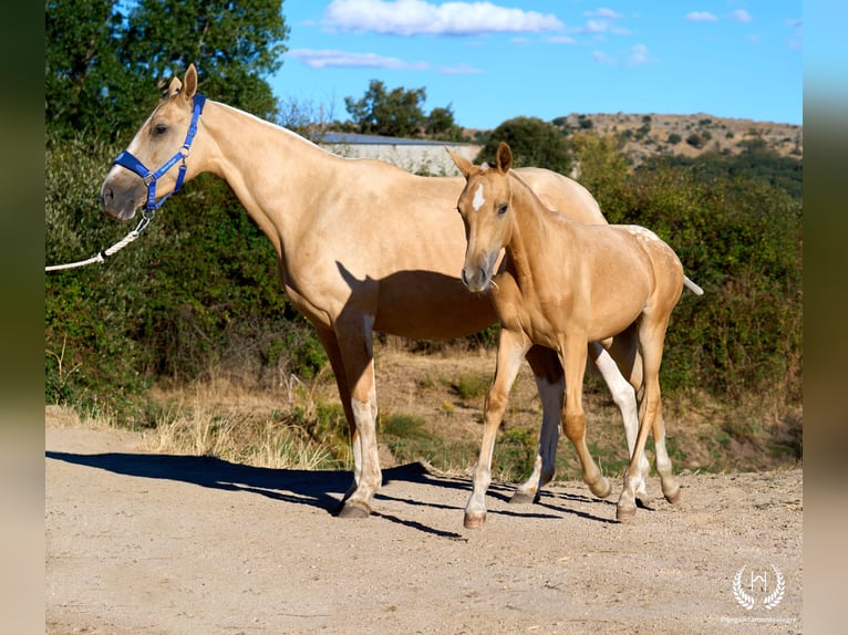 Caballo de deporte español Yegua Potro (05/2026) Atigrado/Moteado in Navalperal De Pinares