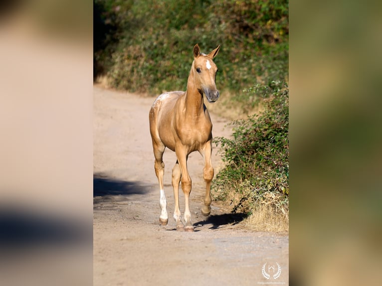 Caballo de deporte español Yegua Potro (05/2026) Atigrado/Moteado in Navalperal De Pinares