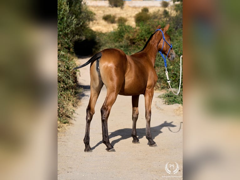 Caballo de deporte español Yegua Potro (01/2026) Atigrado/Moteado in Navalperal De Pinares