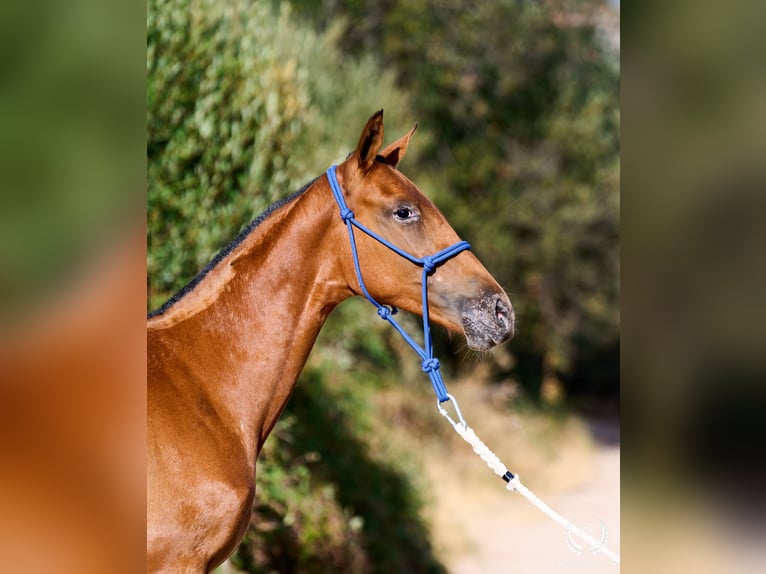 Caballo de deporte español Yegua Potro (01/2026) Atigrado/Moteado in Navalperal De Pinares