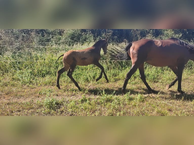 Caballo de deporte español Yegua Potro (05/2024) Bayo in Vigo