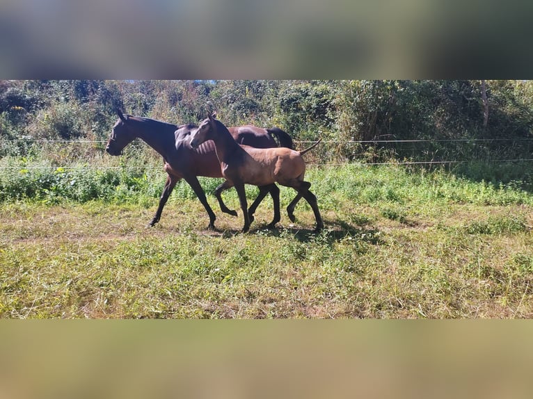 Caballo de deporte español Yegua Potro (05/2024) Bayo in Vigo