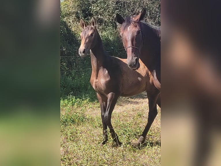 Caballo de deporte español Yegua Potro (05/2024) Bayo in Vigo