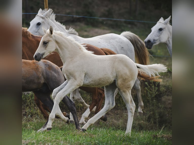 Caballo de deporte español Yegua Potro (04/2024) Palomino in Espunyola