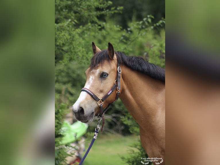 Caballo de deporte irlandés Caballo castrado 10 años 140 cm Buckskin/Bayo in Ferwert