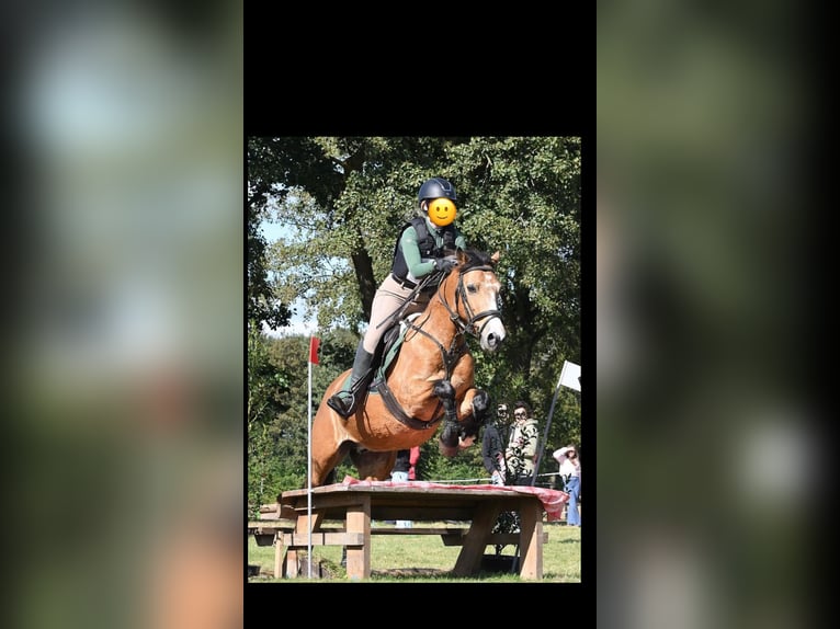 Caballo de deporte irlandés Caballo castrado 10 años 140 cm Buckskin/Bayo in Ferwert